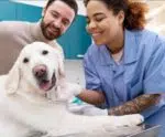 Hemoparasitoses em cães e gatos: riscos, sintomas e prevenção