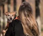 Guarda dos pets nas separações conjugais: com quem ficam?