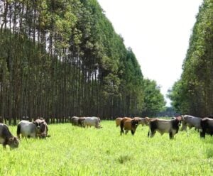 Nova ferramenta digital apoia pecuaristas no planejamento forrageiro Planejamento Forrageio