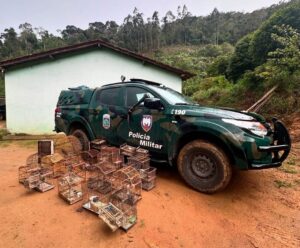 Polícia Ambiental apreende “soca-soca” e pássaros em Castelo; confira Castelo