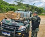Operação apreende pássaros silvestres, munições e armas de fogo em Iúna