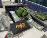 ‘Hanne’ ajuda PM apreender 300 pés de maconha em cidade do ES; confira