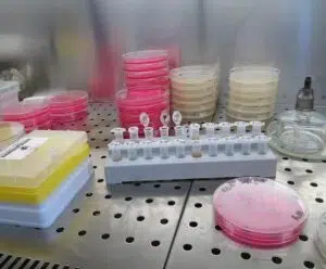 Comprovada viabilidade econômica de biofábrica da bactéria benéfica Bt biofabrica da bacteria benefica BT