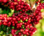 Cenário crítico do café arábica deixa mercado cafeeiro em alerta