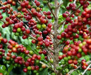 Preço do arábica ganha força e do conilon tem queda; saiba os motivos café conilon