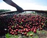 Quem vai colher o café que está no pé? O apagão da mão de obra no agro