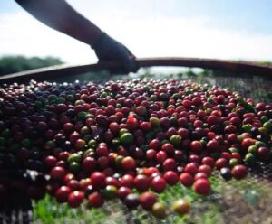 Café nas alturas! Clima, dólar e exportação; quem é o vilão do preço? preço café