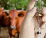 Doença da vaca louca: caso suspeito deixa Brasil em alerta; veja o que fazer
