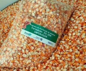 Agricultores capixabas recebem sementes para plantio de milho crioulo milho crioulo