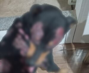 Maldade! Cãozinho é queimado por óleo quente em Mimoso do Sul Cachorro ferido em Mimoso do Sul