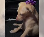 Que susto Madalena! Cachorra toma Rivotril por acidente e viraliza
