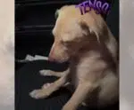 Que susto Madalena! Cachorra toma Rivotril por acidente e viraliza