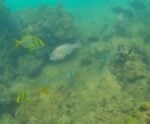 Instituto do ES opera veículo remotamente para monitoramento de peixes