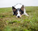 Pulgas podem causar reações alérgicas e parasitismo intestinal em pets