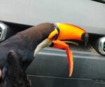 Tucano tem bico quebrado após ser atropelado em Mimoso do Sul