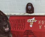 Com auxílio do cão Snoop, policiais encontram drogas em Itapemirim