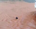 Vídeo | ‘Ratinho’ é flagrado se refrescando na chuva no Sul do ES