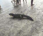 Banhistas encontram jacaré boiando em praia de Piúma