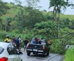 Cachoeiro: temporal derruba árvore e interdita rodovia do Frade