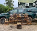 Polícia Ambiental identifica cativeiro de aves silvestres no Sul do ES