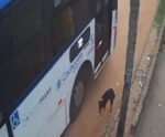 Vídeo | Motorista de ônibus atropela e mata cachorro em Cachoeiro