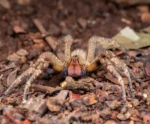 Tadalafila? Aranha pica homem e ele fica excitado por mais de 2 horas