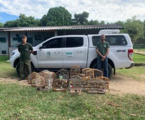 Iema combate cativeiros ilegais de fauna em cidade do Espírito Santo cativeiros ilegais de fauna