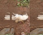 Mistério: mortes de animais preocupam moradores em Marataízes