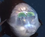 Peixe ou água-viva? Animal com cabeça transparente confunde a internet