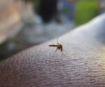 Como proteger a sua família das doenças dos mosquitos no verão