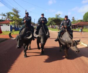 Búfalos policiais? PM utiliza estratégia inusitada de combate ao crime Búfalos pm