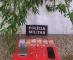 PM encontra plantação de maconha em casa no Sul do ES