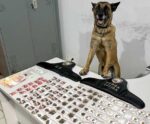 Ibatiba: cadela Mona auxilia Força Tática em apreensão de drogas