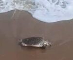 Vídeo | Tartaruga é encontrada morta em praia de Marataízes