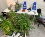 Policiais encontram dezenas de pés de maconha em cidade do ES