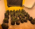 Policiais apreendem grande quantidade de “skunk” em Cachoeiro