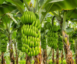 Preferência nacional, banana pode dar título a cidade capixaba; veja
