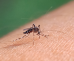 Dengue: com aumento de casos no ES, municípios devem agir