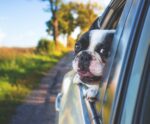 Pegar a estrada com pets exige cuidados e prevê multas