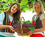 Festival no ES vai comercializar cerca de 2 toneladas de uvas