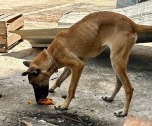 Denúncia de maus-tratos a animais tem final emocionante no ES maus tratos em Vitória