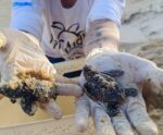 Espetáculo da natureza: ninhos de tartarugas são abertos em Anchieta