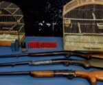 Armas de fogo e pássaros silvestres são apreendidos em cidade do ES