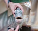 VÍDEO: peixe com “dentes humanos” é pescado no Litoral Sul do ES