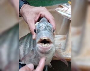 peixe com dentes de humanos