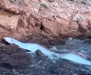VÍDEO | Peixe do ‘juízo final’ alerta para ‘desastres naturais’ no ES imagem ilustra peixe remo espirito santo