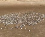VÍDEO| Centenas de peixes mortos aparecem em praia de Itapemirim