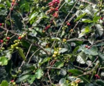 Conab estima queda na produção de café com 51,8 milhões de sacas