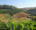 Cafeicultura: município do Sul do ES recebe eventos de capacitação