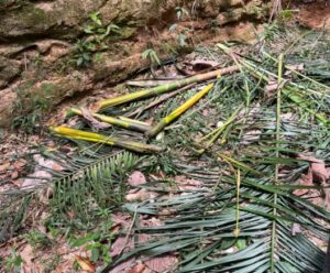 40 palmeiras ameaçadas de extinção são roubadas de reserva capixaba